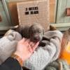 Silver Labrador puppies