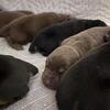 Christmas Doberman puppies akc