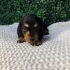 Miniature Dachshund Puppies