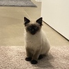 Hypoallergenic Siamese cat, super friendly and trained