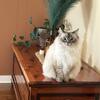 Ragdoll female cat FORSALE 