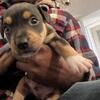 Bully Puppies 