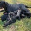 AKC registered black Labrador retrievers 