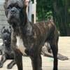 Cane Corso Puppies ICCF