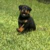 Akc Rottweiler puppies