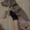 American bully puppy for sale
