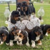 Blackberry Brier Bassets,  The Hee Haw Litter