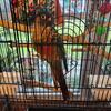 Conure parrot 