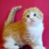 NEW Elite Scottish fold kitten from Europe with excellent pedigree, male. Enisey