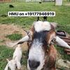 Premium Goats for Sale – Healthy Bucks, Does & Breeding Stock Available
