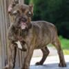 Olde English x French bulldog bully hybrid