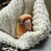 Baby pineapple Green cheeks conure