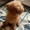 Adorable F1b cavapoo females available for pumpkin season