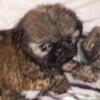 Shipoo puppy cute