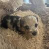 Corgipoo Puppies (Available June 14)