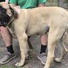 AKC English Mastiff STUD