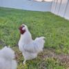 White Silkie Rooster