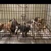 Micro Bullies puppies with papers in hand!? 804-845-7531 