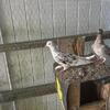 Group of 7 young 2025 roller pigeons males and females $75