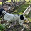 English Setter Tri-Color Stud Dog championship bloodlines