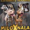 Upcoming breeding puppies for sale in 55 days