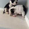 Male Micro Bully’s