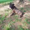 Staffordshire Bull Terrier