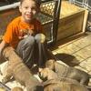 For sale Boerboel/ south African mastiff 