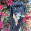 F1 cavapoo- male