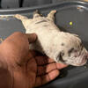 Chocolate Merle’s black bully