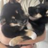 Shiba Inu Puppies READY to be your Furever Pet