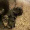 French bulldog/merle fluffies