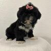 Shih Tzu's