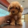 AKC Toy Poodle Male Puppy