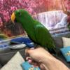 Beautiful tame male Solomon island eclectus parrot