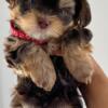 Yorkies puppies ready for a new home