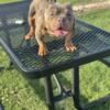 Draco (American Bully) 2xBitcoin, 1x BBG Icebox