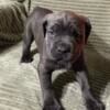 ICCF Registered Cane Corso Puppies