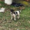 Jack Russell  short legs  short coat