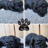 AKC Toy Poodle Puppies