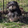 Morkies males available in mn