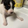 Toy fox terriers puppies