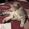 Beautiful Scottish Fold Female Cat – 1 Year Old