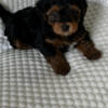 Yorkipoo Mini puppies 1 boy Jasper 2 girls Jade and Jessie 