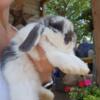 AVAILABLE HOLLAND LOP- DOE 10 WEEKS