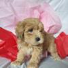 Cavachon puppy for sale Juliet