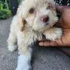 Shih-Poo male pup for sale