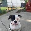 American bulldog Johnson jabr registration