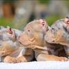 AMERICAN EXOTIC BULLY PUPPIES ABKC