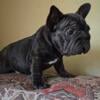 French bulldog  Future stud Quality